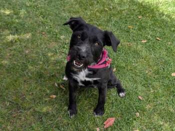 Miniature Schnauzer Dogs Available for Adoption in San Clemente, California - VIVI | PetCurious