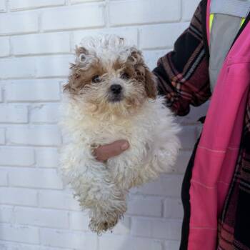 Silvretta -  Miniature Poodle Dog for Adoption in Northbrook, Illinois - Silvretta | PetCurious