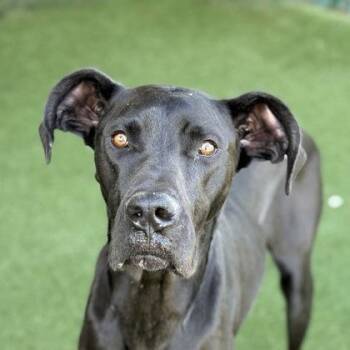 Great Dane Dogs Available for Adoption - Fenway | PetCurious