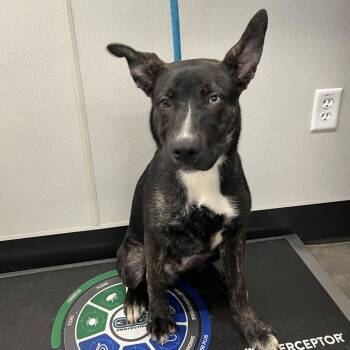 Alvin -  German Shepherd Dog and Husky Dog for Adoption in Tampa, Florida - Alvin | PetCurious