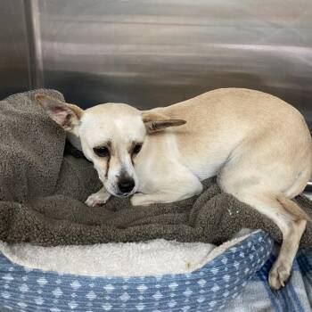 Nila -  Chihuahua Dog for Adoption in Denison, Texas - Nila | PetCurious