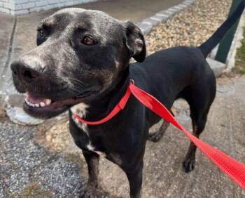 Ruby -  Rottweiler and Labrador Retriever Dog for Adoption in Troy, Alabama - Ruby | PetCurious