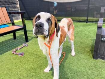 MARLEY -  Saint Bernard and Mixed Breed Dog for Adoption in Tustin, California - MARLEY | PetCurious