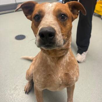 Titan -  Cattle Dog Dog for Adoption in Abilene, Texas - Titan | PetCurious