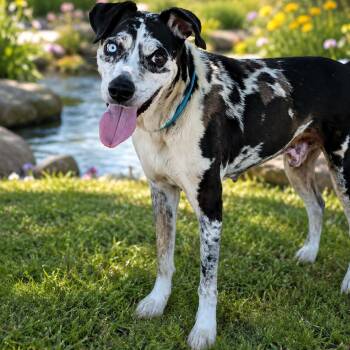 Biggie -  Catahoula Leopard Dog and Mixed Breed Dog for Adoption in Buchanan Dam, Texas - Biggie | PetCurious