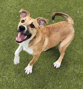 Web -  Labrador Retriever Dog for Adoption in Austin, Texas - Web | PetCurious
