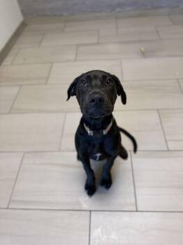 Sass - P -  Pit Bull Terrier and Mixed Breed Dog for Adoption in Daytona Beach, Florida - Sass - P | PetCurious