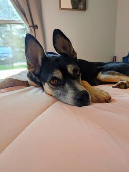 Rescue Husky and German Shepherd Dog Dogs for Adoption in Christiansburg, Virginia - Harley | PetCurious