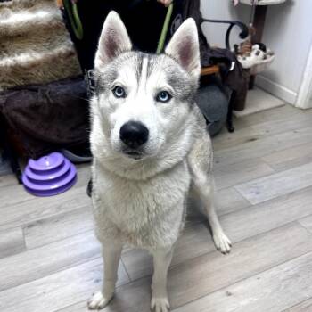Siberian Husky Dogs Available for Adoption in Waynesboro, Pennsylvania - Maverick | PetCurious