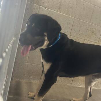 Rottweiler and Pit Bull Terrier Dogs Available for Adoption - Knoxville | PetCurious