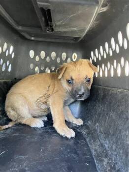 Rescue Labrador Retriever Dogs for Adoption in Dallas, Texas - CECIL | PetCurious