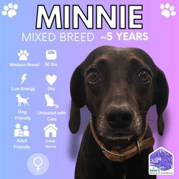 Minnie -  Mixed Breed Dog for Adoption in Aurora, Ontario - Minnie | PetCurious