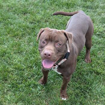 Chestnut -  Pit Bull Terrier Dog for Adoption in Harrisonburg, Virginia - Chestnut | PetCurious