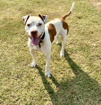 Rescue Staffordshire Bull Terrier Dogs for Adoption in Senatobia, Mississippi - Dex | PetCurious