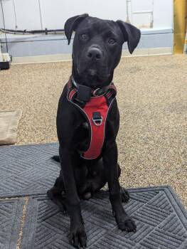 Rescue American Staffordshire Terrier and Black Labrador Retriever Dogs for Adoption in Powell, Ohio - Tank | PetCurious