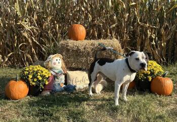 Rescue Pit Bull Terrier Dogs for Adoption in Evansville, Indiana - King Zeus | PetCurious