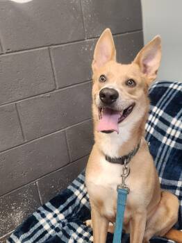 KADENCE -  Shepherd and Mixed Breed Dog Available for Adoption in Lexington, Tennessee - KADENCE | PetCurious