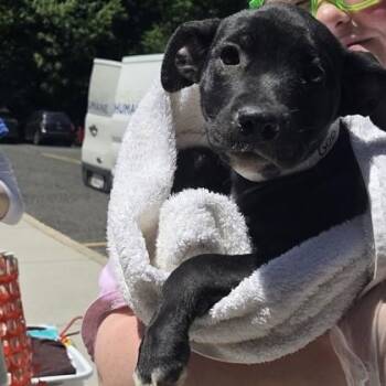 Goo Goo Dolls -  Labrador Retriever and Mixed Breed Dog Available for Adoption in Voorhees Township, New Jersey - Goo Goo Dolls | PetCurious