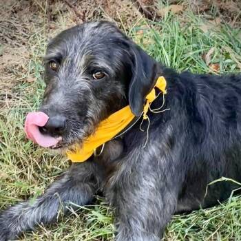 Rescue Pit Bull Terrier and Poodle Dogs for Adoption in Salem, Missouri - Evangeline | PetCurious