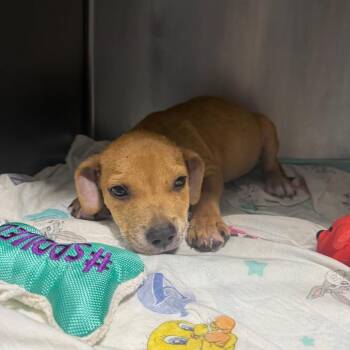 Beaufort -  Mixed Breed Dog for Adoption in Savannah, Georgia - Beaufort | PetCurious