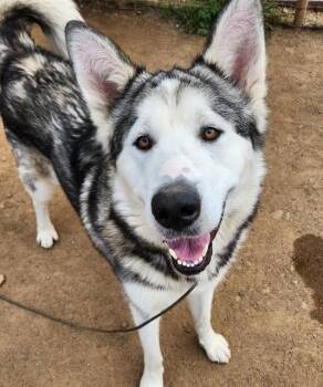 Alaskan Malamute and Akita Dogs Available for Adoption in Sacramento, California - TIKAANI | PetCurious