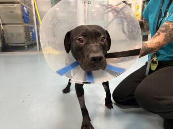Myles -  Mixed Breed Dog for Adoption - Myles | PetCurious