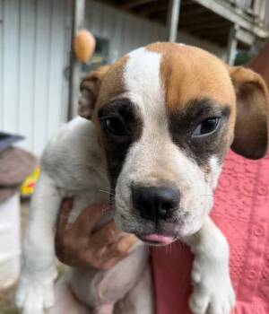 Mixed Breed Dogs Available for Adoption - Joey | PetCurious