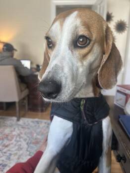 Foxhound and Hound Dogs Available for Adoption - Sandy | PetCurious