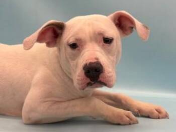 Tofu -  Mixed Breed Dog for Adoption in Golden Valley, Minnesota - Tofu | PetCurious