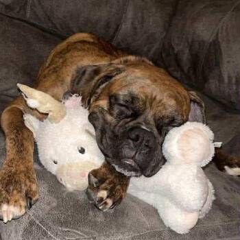 Boxer Dogs Available for Adoption - Mayzie | PetCurious