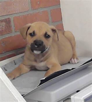 Staffordshire Bull Terrier and Mixed Breed Dogs Available for Adoption in Houston, Texas - APACHE | PetCurious