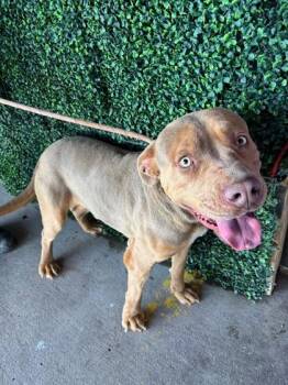 Pit Bull Terrier and Mixed Breed Dogs Available for Adoption - 60114483 | PetCurious