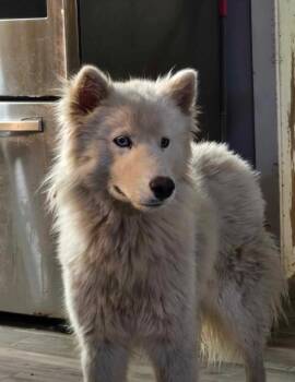 Rescue Samoyed Dogs for Adoption in Los Angeles, California - KIZMET | PetCurious