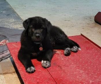 Great Pyrenees Dogs Available for Adoption in Harrison City, Pennsylvania - Barron | PetCurious