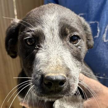 Labrador Retriever Dogs Available for Adoption - Barkley - Local April 10-12 | PetCurious