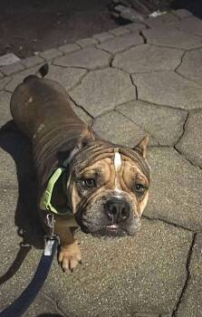 Rescue English Bulldog Dogs for Adoption in Austin, Texas - Tommy | PetCurious