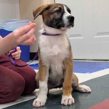Mixed Breed Dogs Available for Adoption in Flatwoods, Kentucky - Ziti | PetCurious