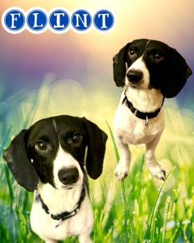 Rescue Beagle Dogs for Adoption in Roswell, Georgia - Flint | PetCurious