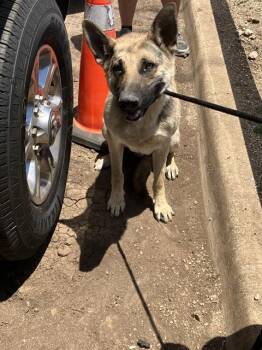 STANLEY -  Mixed Breed Dog for Adoption in Dallas, Texas - STANLEY | PetCurious