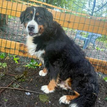 Love -  Bernese Mountain Dog Dog for Adoption in Chester Springs, Pennsylvania - Love | PetCurious