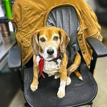 Rescue Beagle Dogs for Adoption in Calgary, Alberta - Snoopy | PetCurious