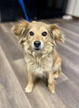 Wendy -  Chihuahua Dog for Adoption in Victorville, California - Wendy | PetCurious