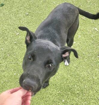 Jinx Fka Autumn -  Labrador Retriever Dog for Adoption in Austin, Texas - Jinx Fka Autumn | PetCurious