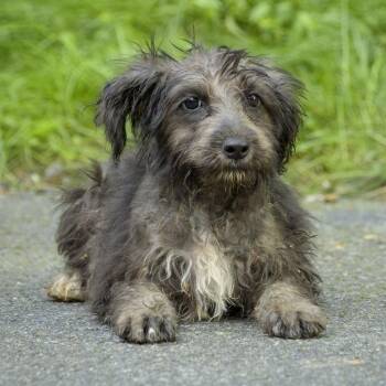 Sonnet -  Wirehaired Terrier Dog for Adoption in Lambertville, New Jersey - Sonnet | PetCurious