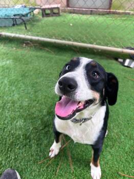 Joe Joe -  Mixed Breed Dog for Adoption in Semmes, Alabama - Joe Joe | PetCurious