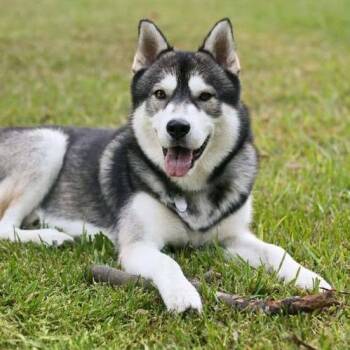 Camerun -  Mixed Breed Dog for Adoption in Priest River, Idaho - Camerun | PetCurious