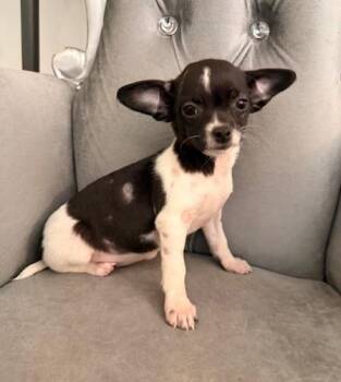 Chihuahua Dogs Available for Adoption - Pink | PetCurious