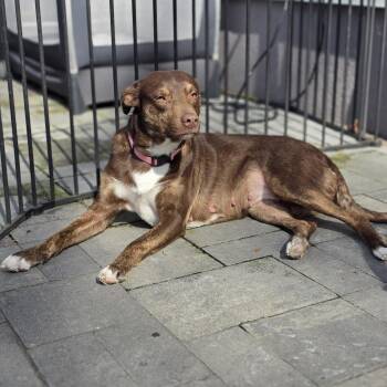 Labrador Retriever and Mixed Breed Dogs Available for Adoption in Blairstown, New Jersey - Brownie | PetCurious