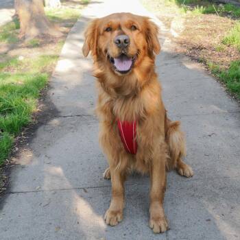 Golden Retriever Dogs Available for Adoption - BRISKY | PetCurious