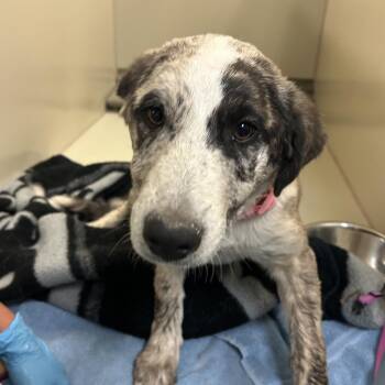 Mixed Breed Dogs Available for Adoption in Flagstaff, Arizona - Moo | PetCurious